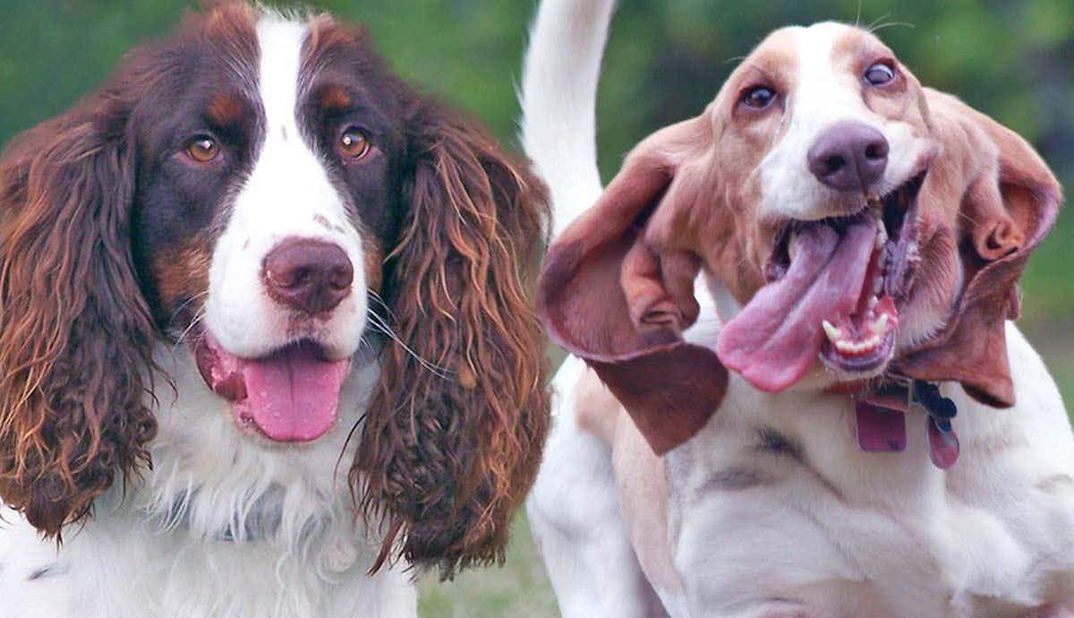 Awkward Canine Alert! Here Are The 10 Clumsiest Dog Breeds