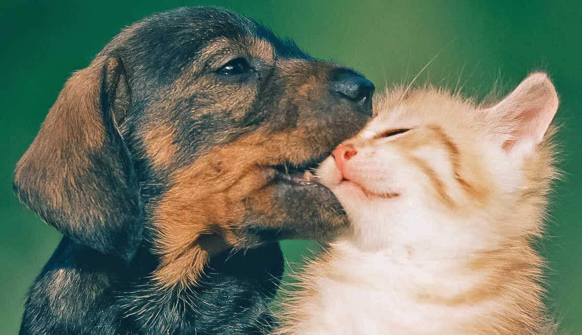 Raising Puppies vs. Raising Kittens: What’s the Difference?