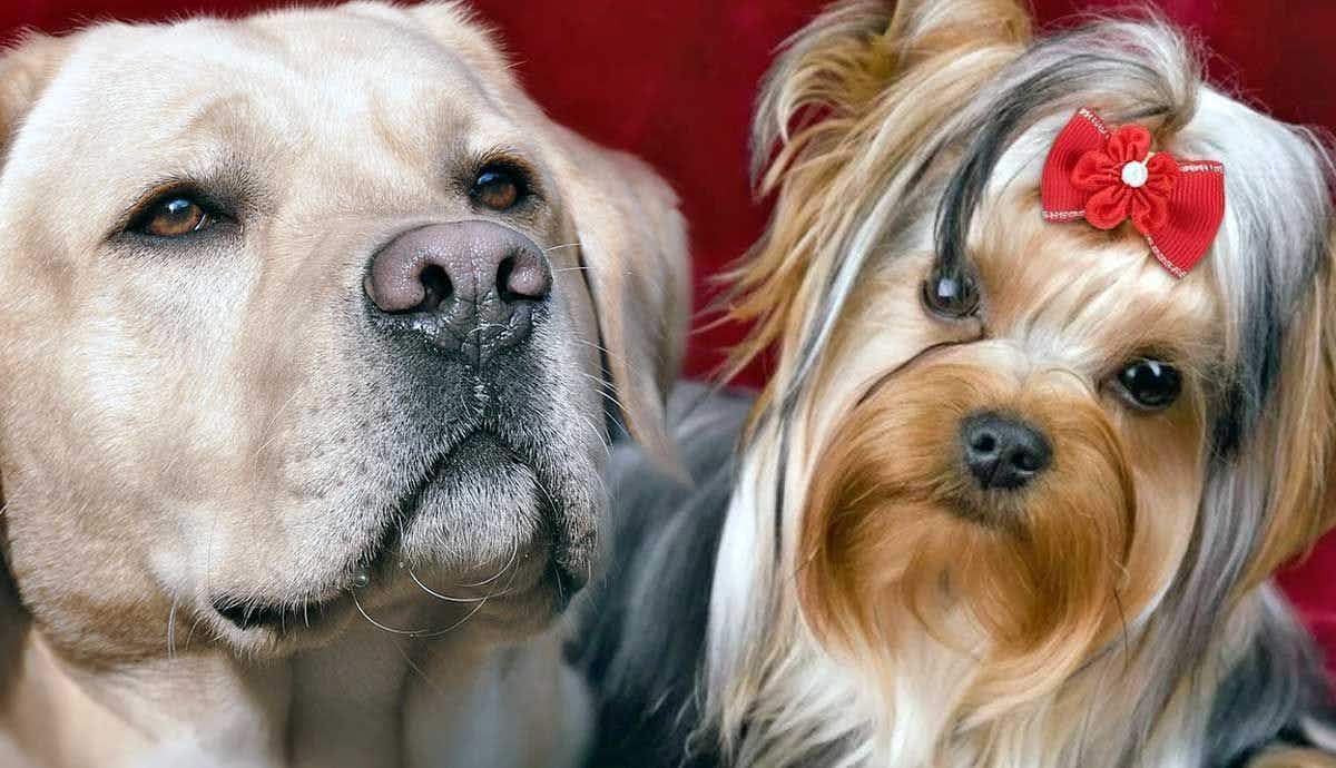 Male Dogs vs. Female Dogs: Who Lives Longer?