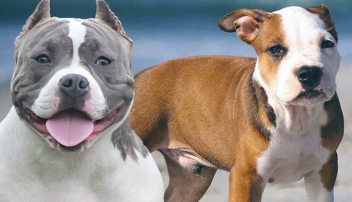 8 Things to Know About Pocket Pitbulls