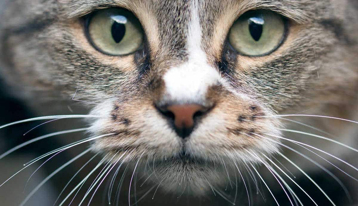 6 Must Know Facts About a Cat’s Whiskers