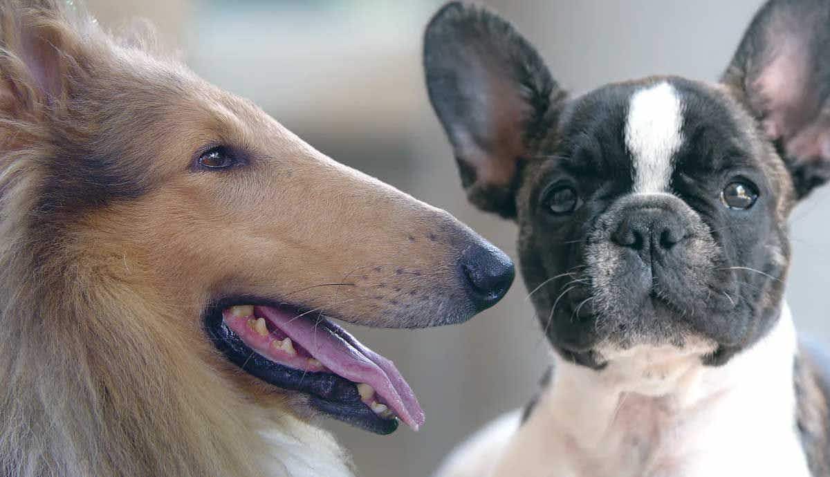 Dolichocephalic Dogs vs. Brachycephalic Dogs: Who Lives Longer?