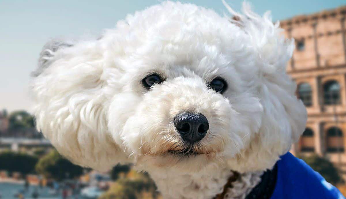 13 Facts About the Bella Bolognese Dog: Italy’s Bichon Companion