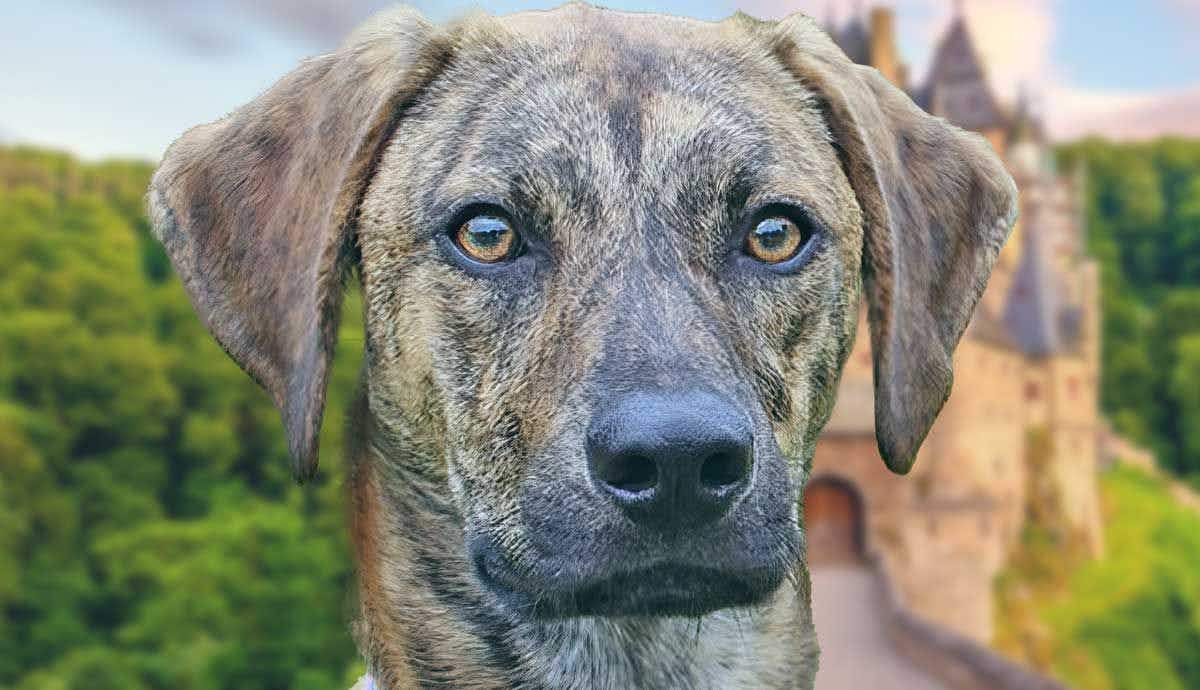 The Intelligent Plott Hound: Everything You Need to Know