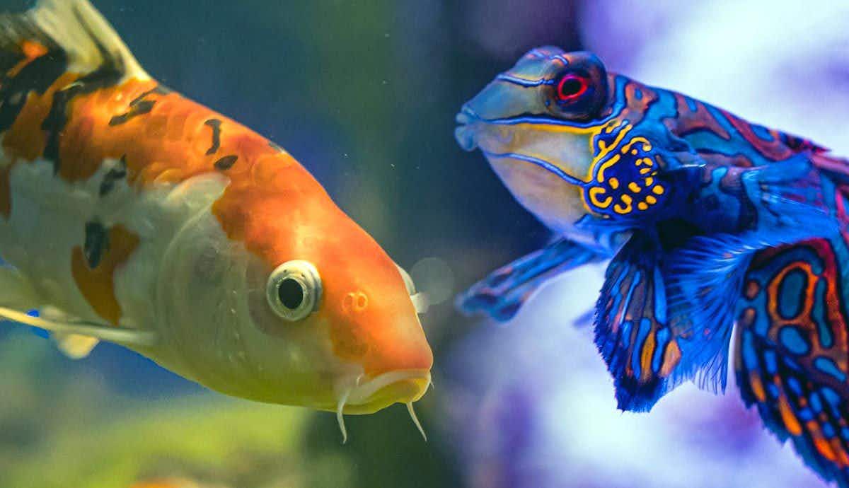 10 Pet Fish That Change Color