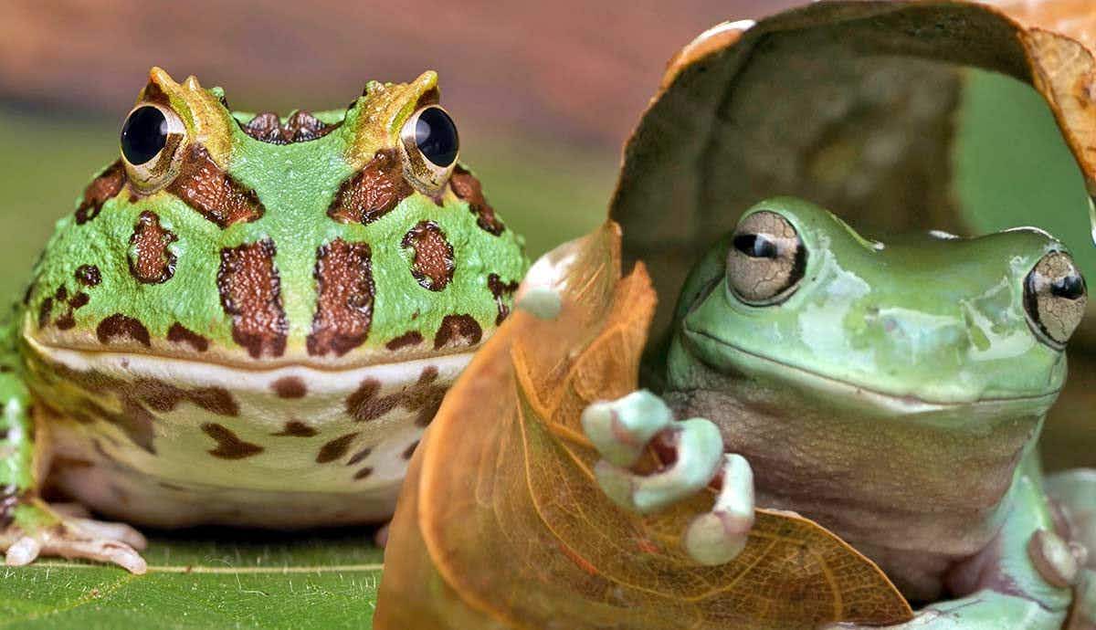 10 Amphibians That Make Good Pets