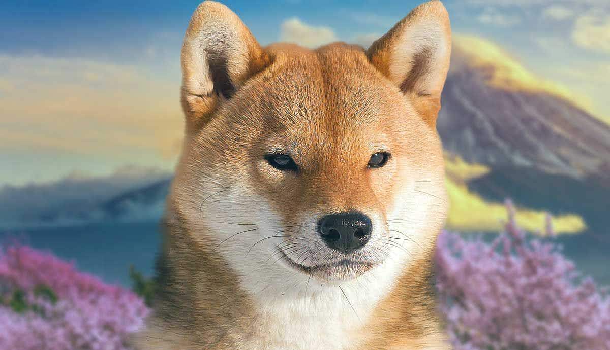 The Shiba Inu: Japan’s Fox Like Dog Breed