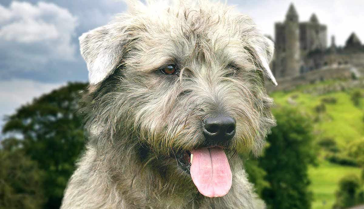 The Glen of Imaal Terrier: Everything You Need to Know
