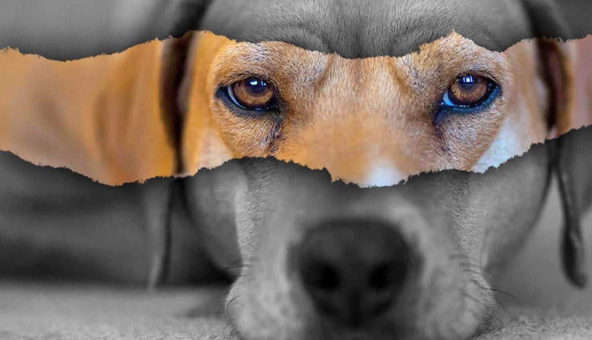 Are Dogs Really Colorblind? The Surprising Facts