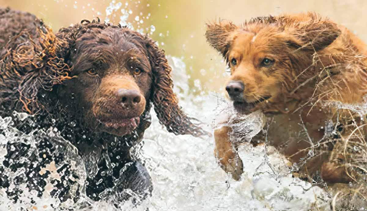 7 Dogs That Like to Swim