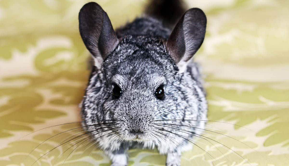 Pet Chinchillas: The Ultimate Care Guide