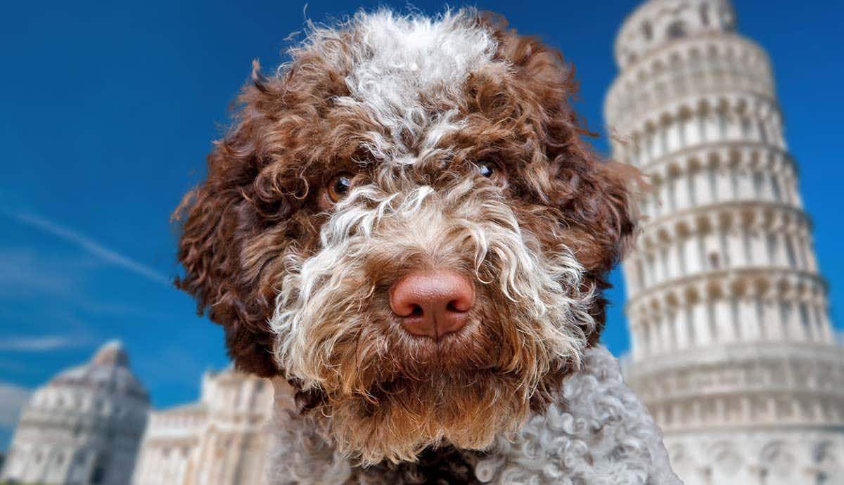 The Lagotto Romagnolo: Italy’s Truffle Hunting Dog