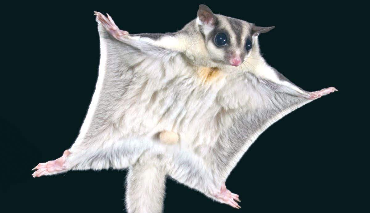 9 Amazing Facts About Sugar Gliders