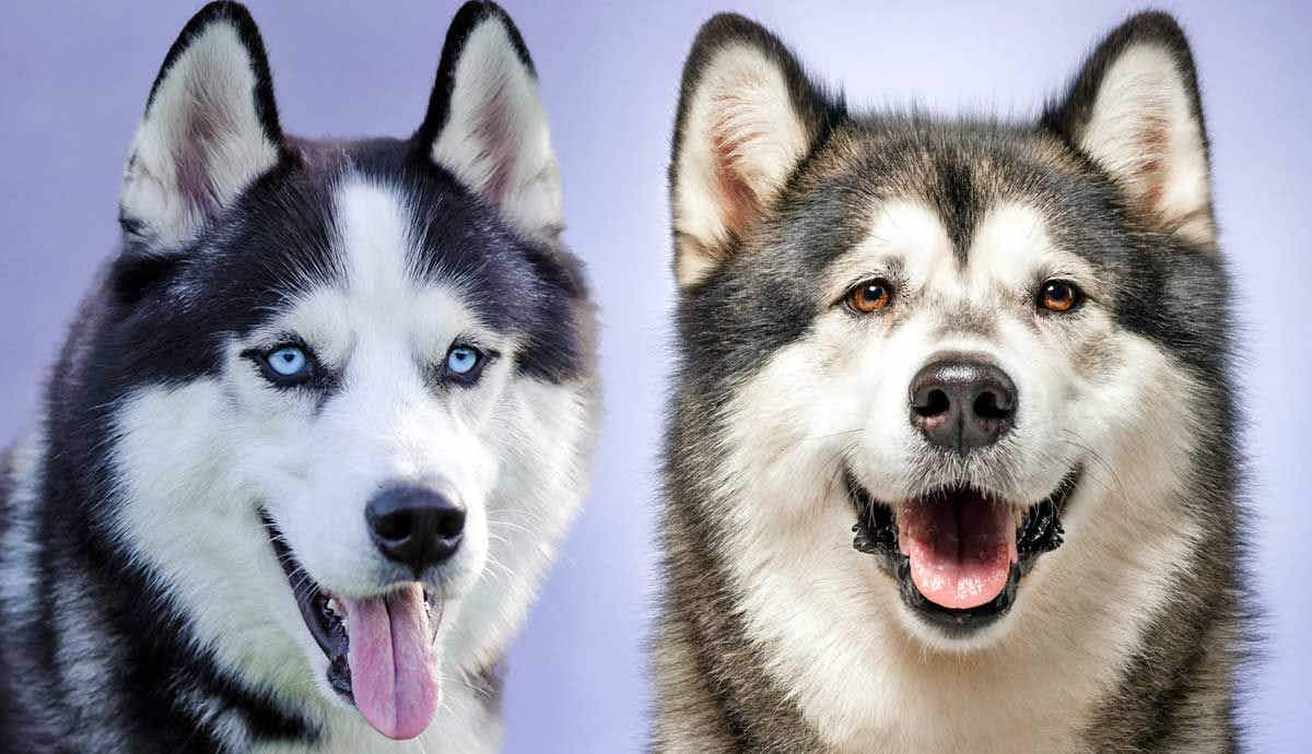 Siberian Huskies vs. Alaskan Malamutes: What’s the Difference?