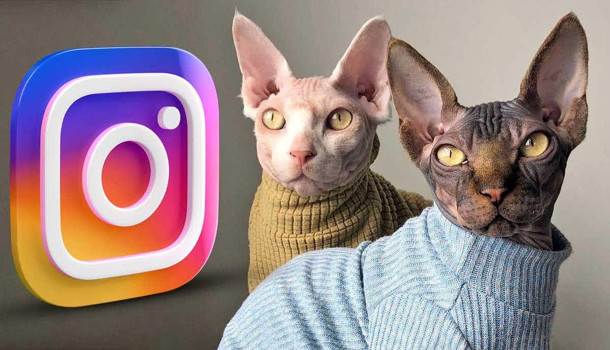 10 Amazing Cats you Should be Following on Instagram