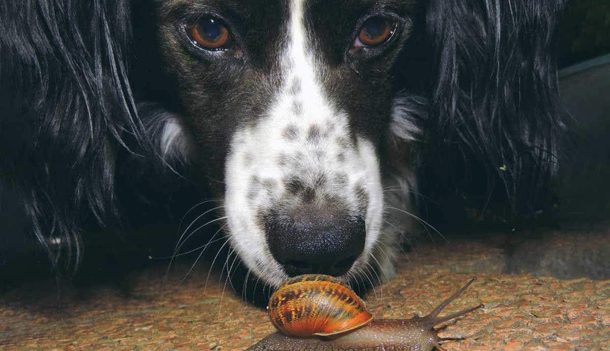 My Dog Ate a Snail: What Now?