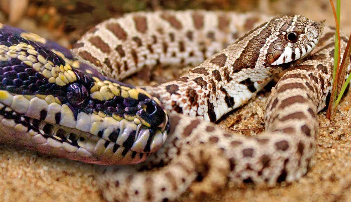 9 Snake Species That Make Great Pets