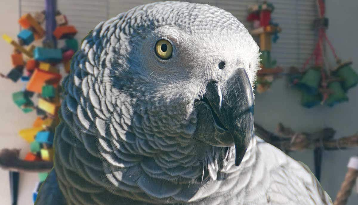 5 DIY Enrichment Ideas for African Greys