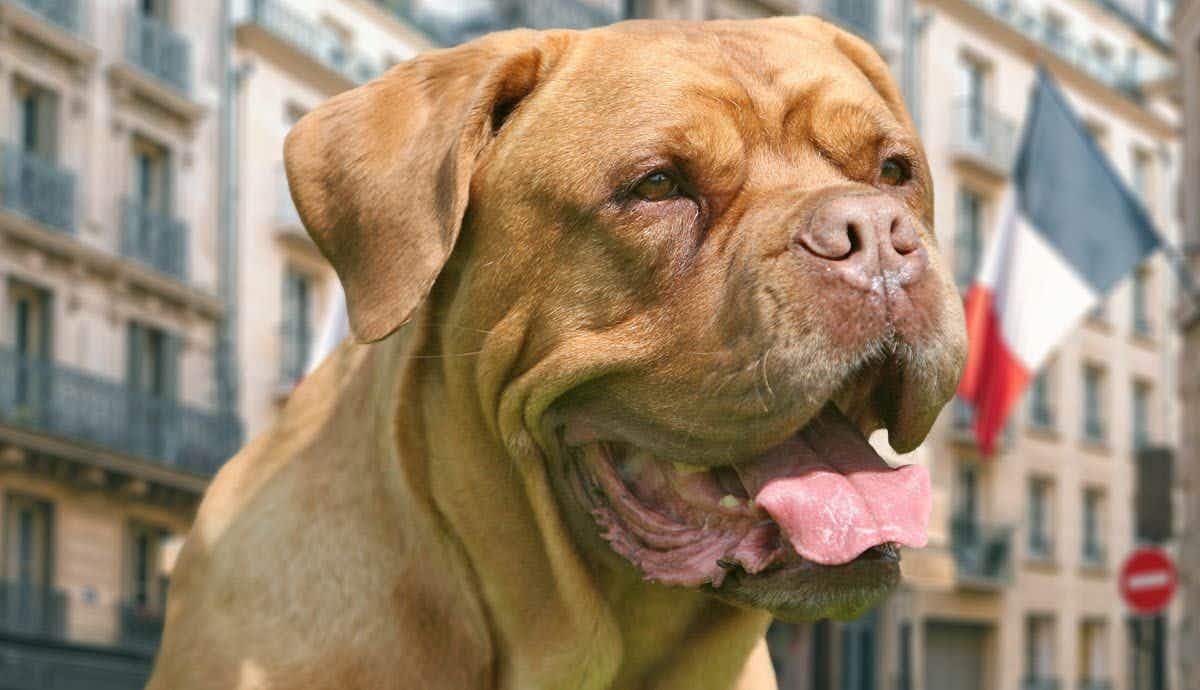 Dogue de Bordeaux Facts: The Gentle Giants of France