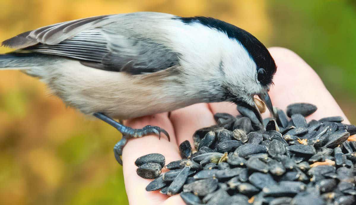 Birds and Their Diets: From Seeds to Meat