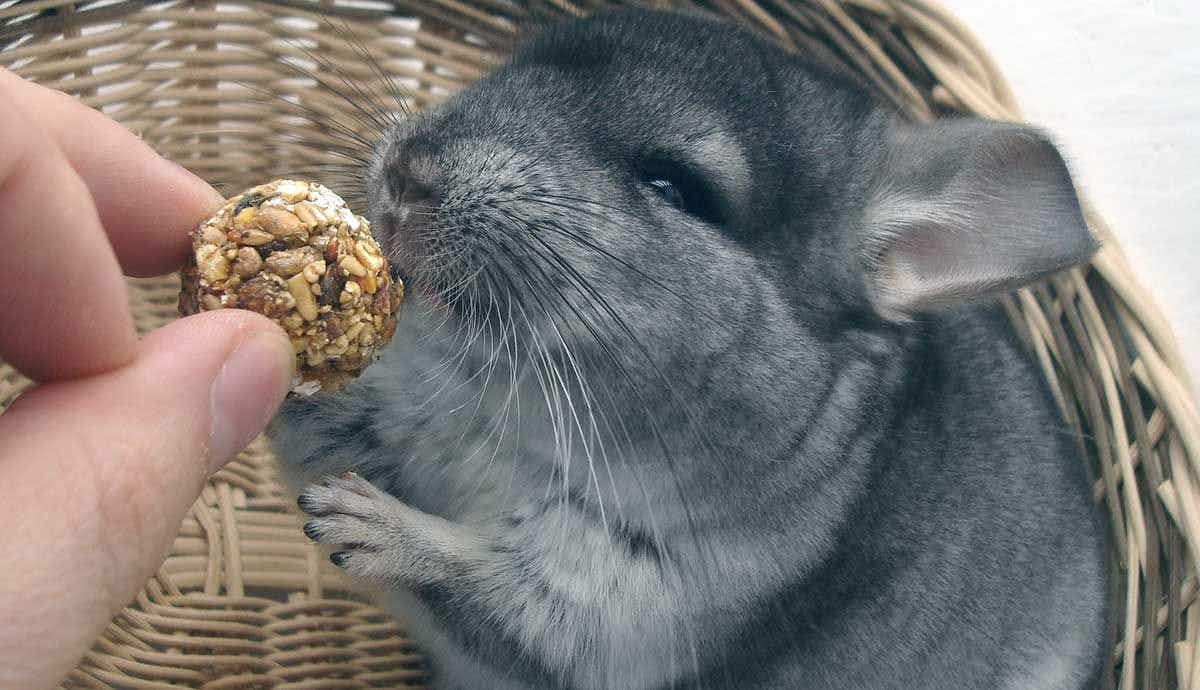 Do Chinchillas Make Good Pets?