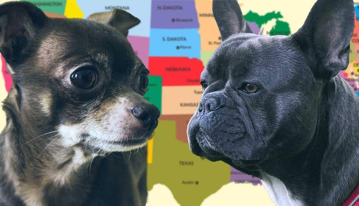 6 Popular Dog Breeds Across the U.S