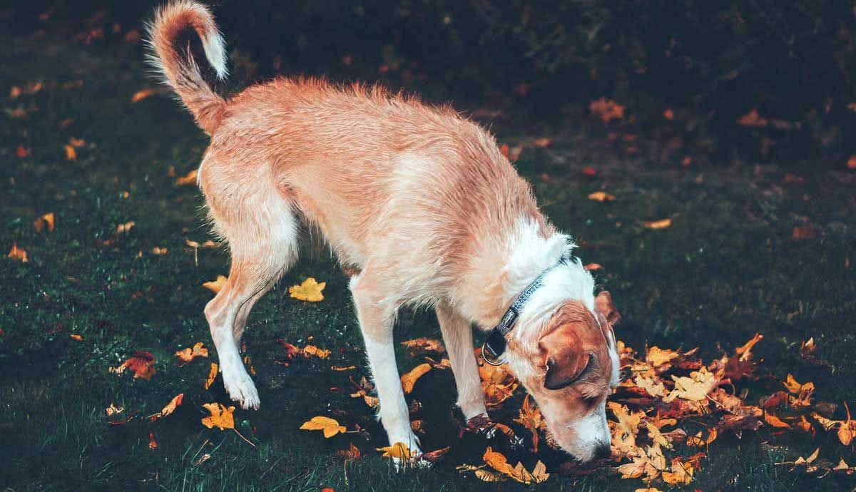 Why Does My Dog Sniff Pee?