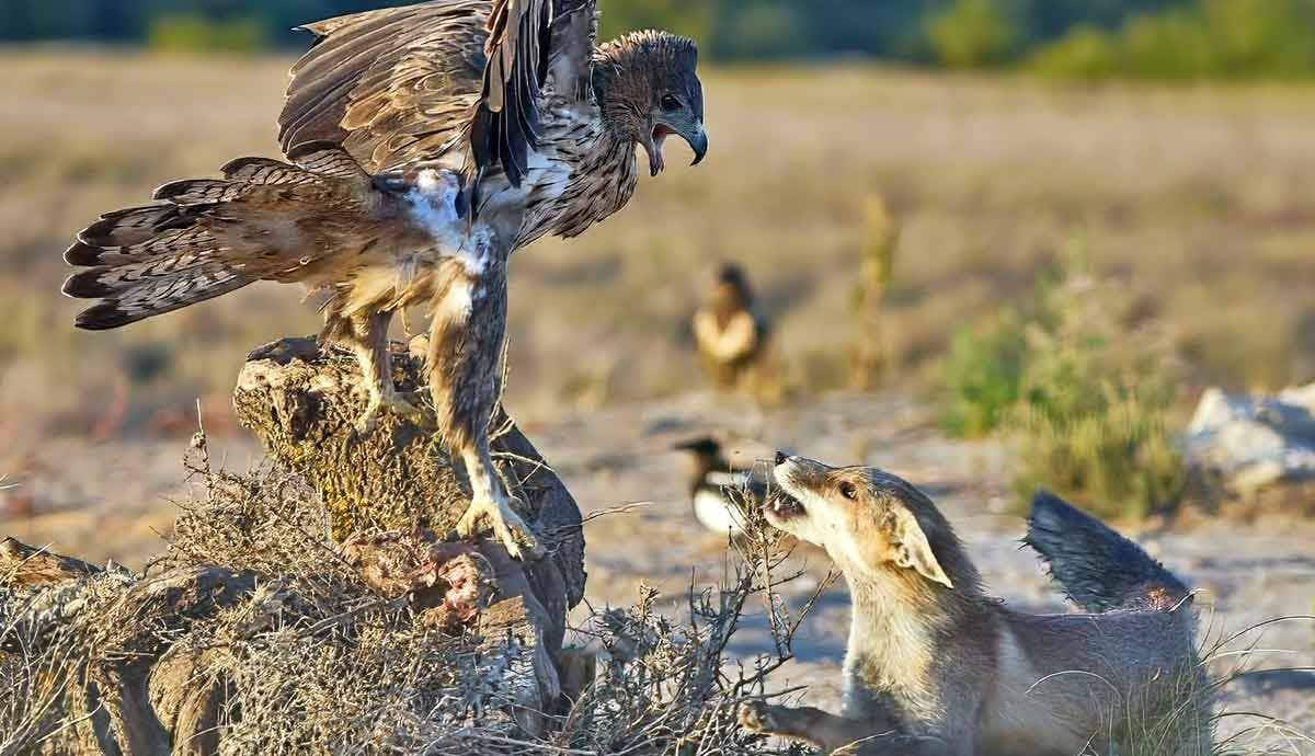 Can Birds of Prey Steal Small Dogs?