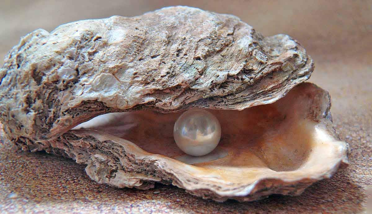 Why Do Oysters Make Pearls?