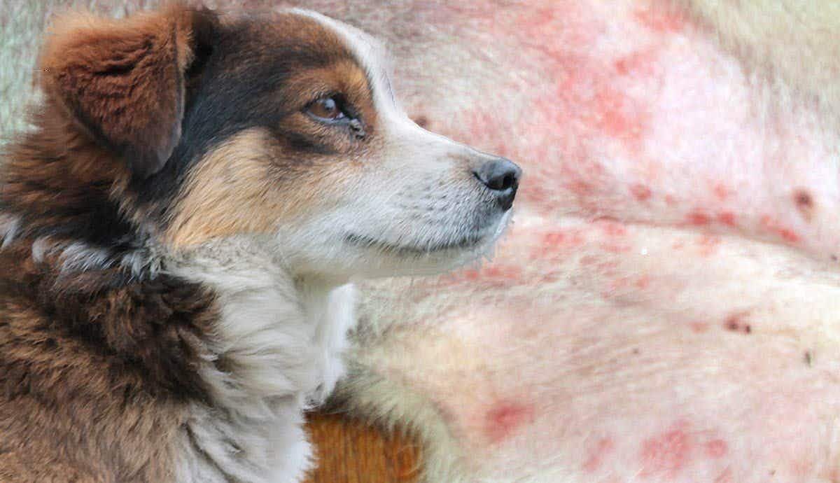What is Dog Dermatitis and How Do I Treat It?
