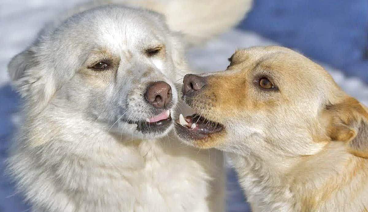 Can Dogs Talk To Each Other?