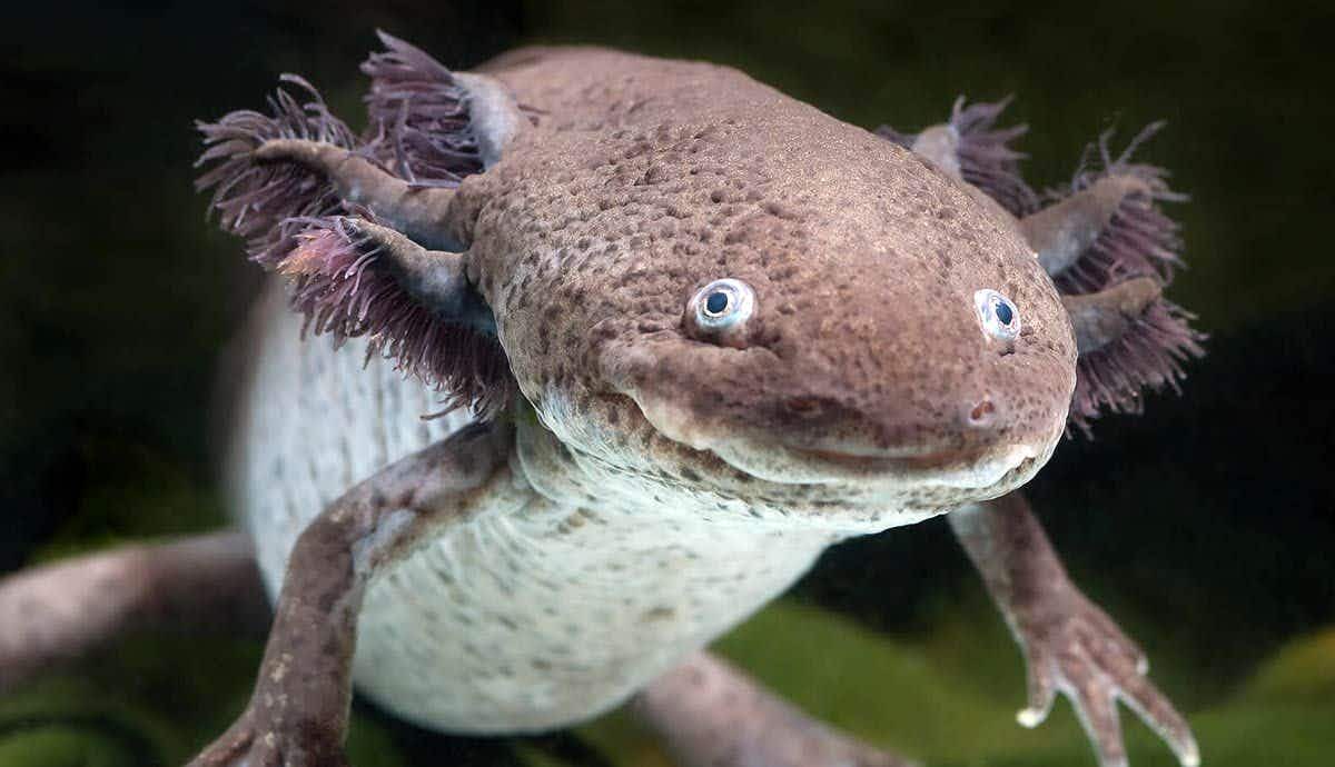 Optimal Water Conditions for Axolotls: Your Complete Guide