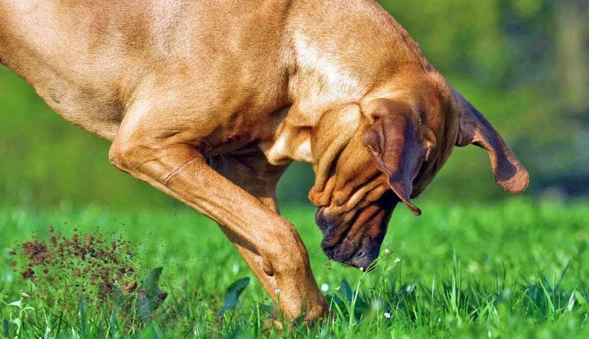Why Do Dogs Dig Holes?