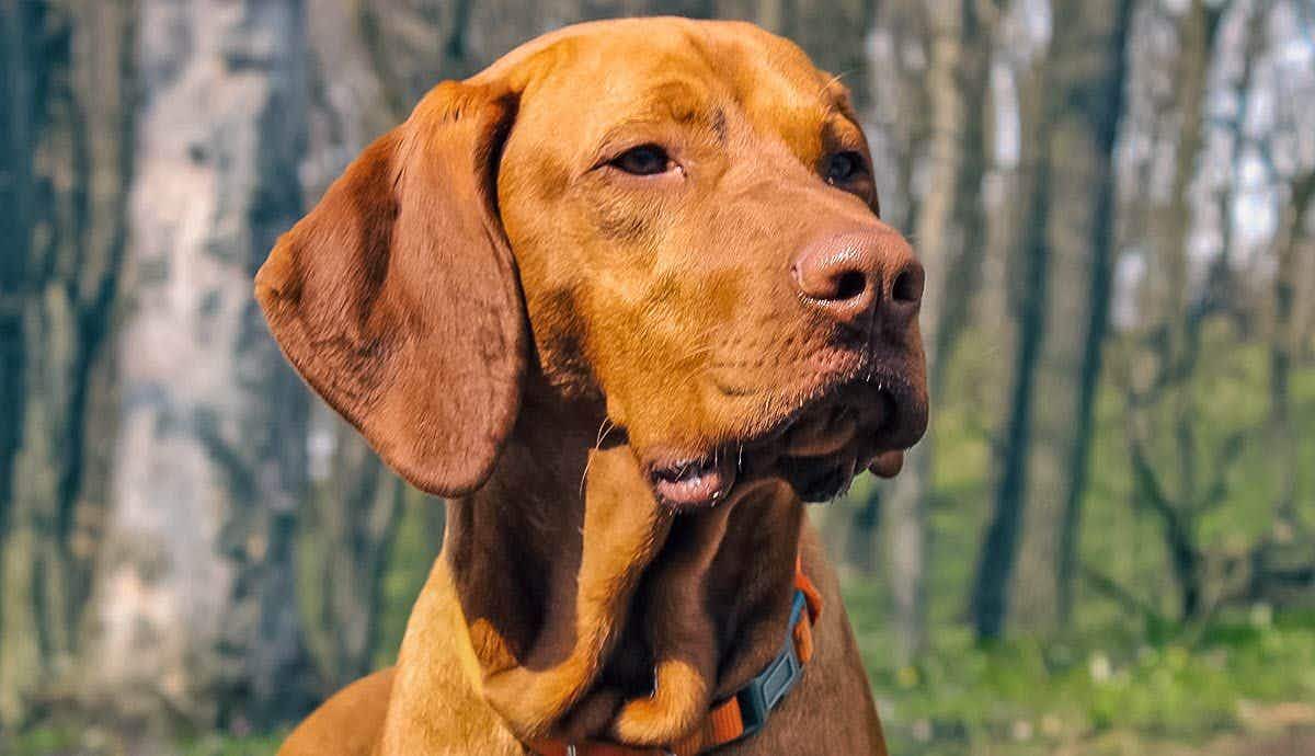 A Beginner Guide to Owning a Vizsla