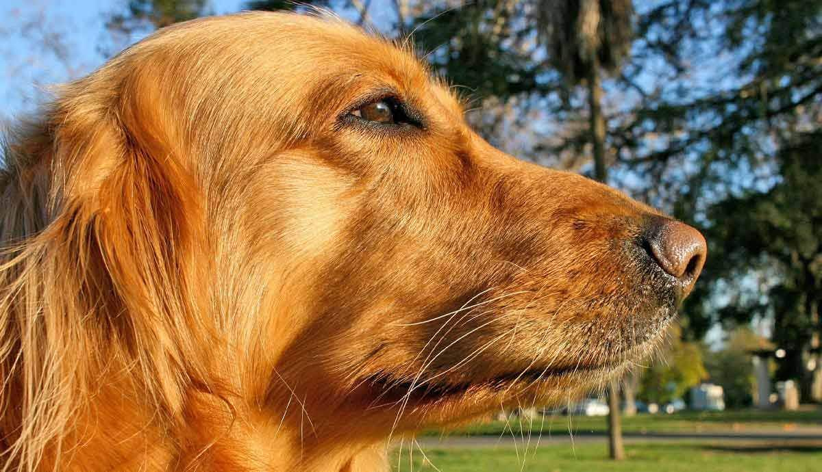 Why Do Dogs Have Whiskers?