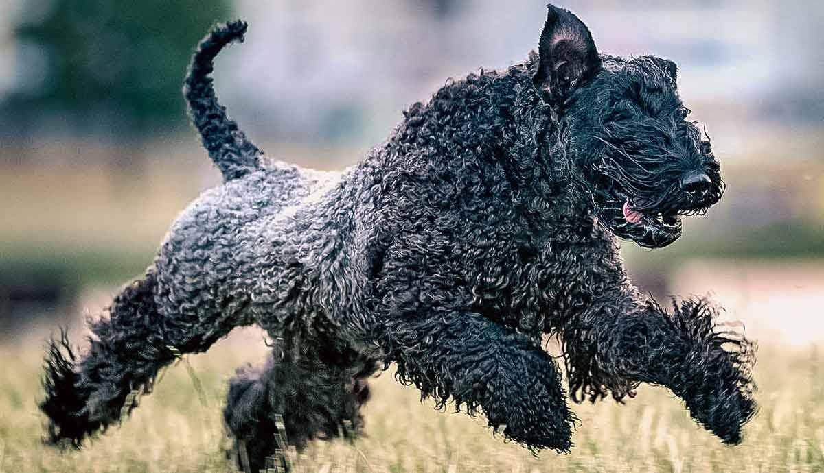Kerry Blue Terriers: The Ultimate Guide on This Irish Breed