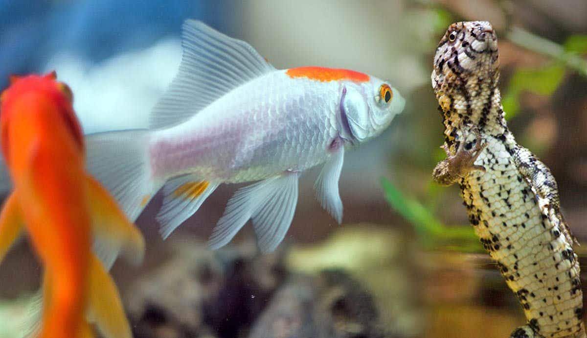 Lizards and Fish in the Same Tank: Is it Possible?
