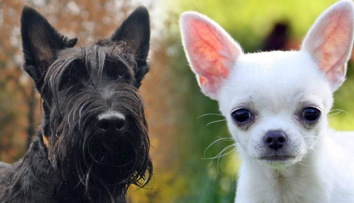 10 Most Fearless Small Dog Breeds