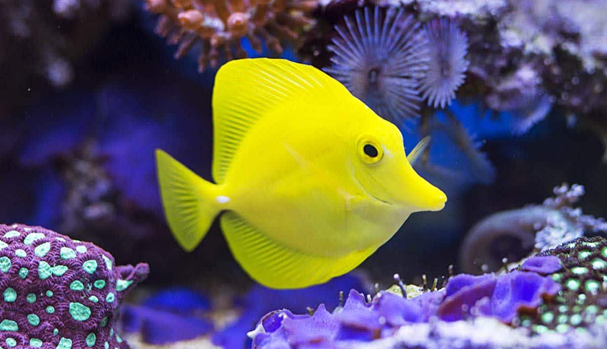 Do You Need a Water Heater for Your Fish Tank?