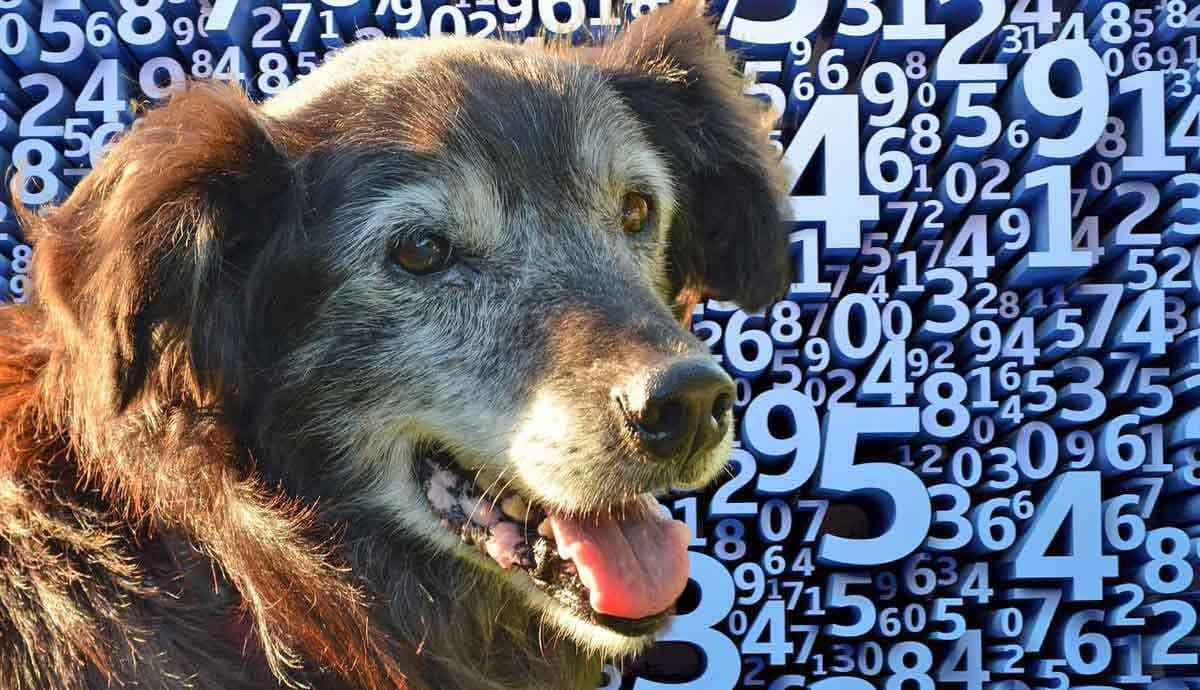 How to Convert Your Dog’s Age into Human Years