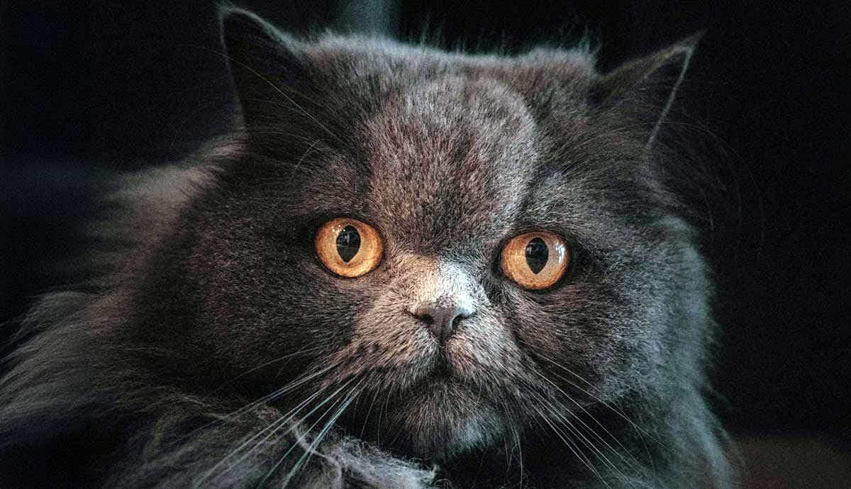 8 Key Facts for Adopting a Persian Cat