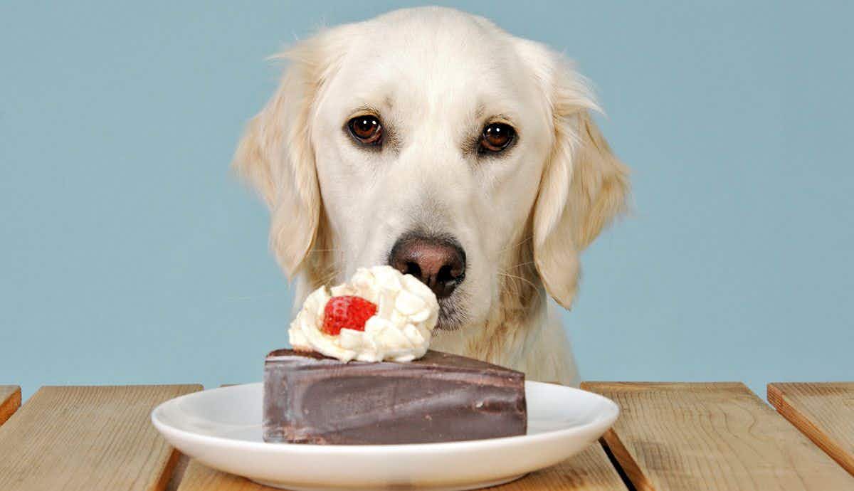 Why Shouldn’t Dogs Eat Chocolate?