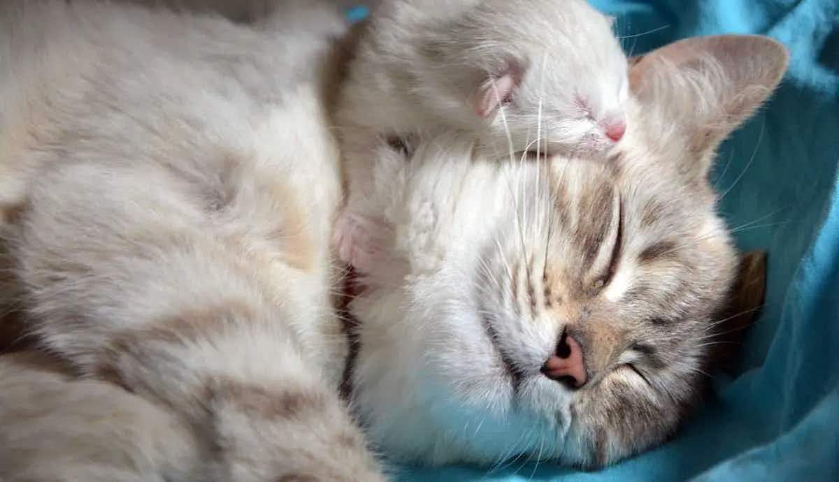 kitten sleeping with mother