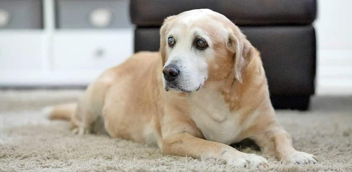 old labrador dog laying on rug