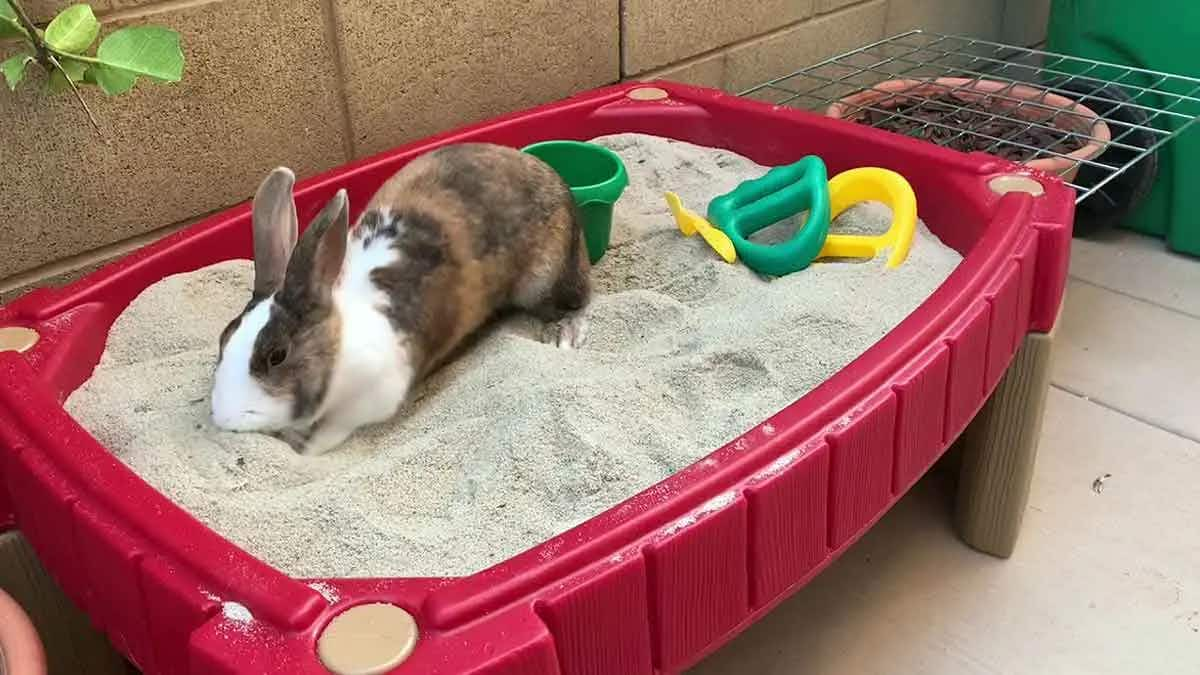 bunny rabbit playing in sand pit digging box