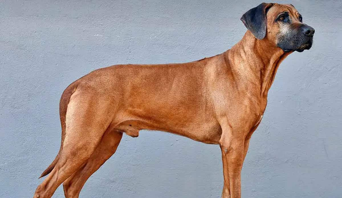 Rhodesian_Ridgeback grey background