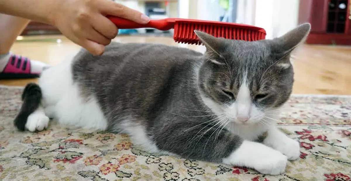 gray white cat getting brushed