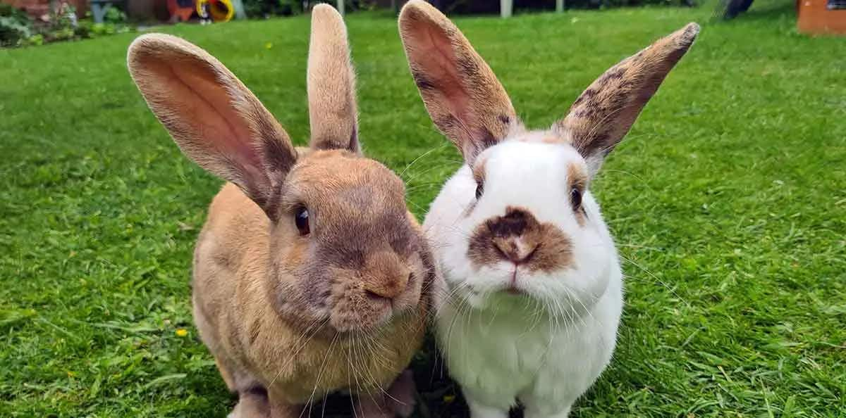 Thor and Gizmo companion bunny rabbits paired