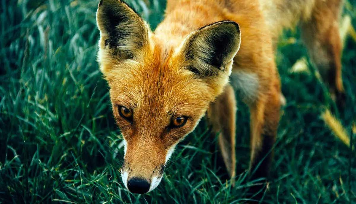 wild fox.jpg