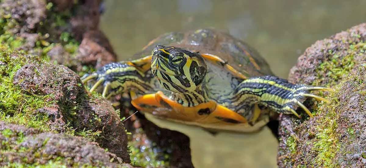 yellow bellied slider turtle